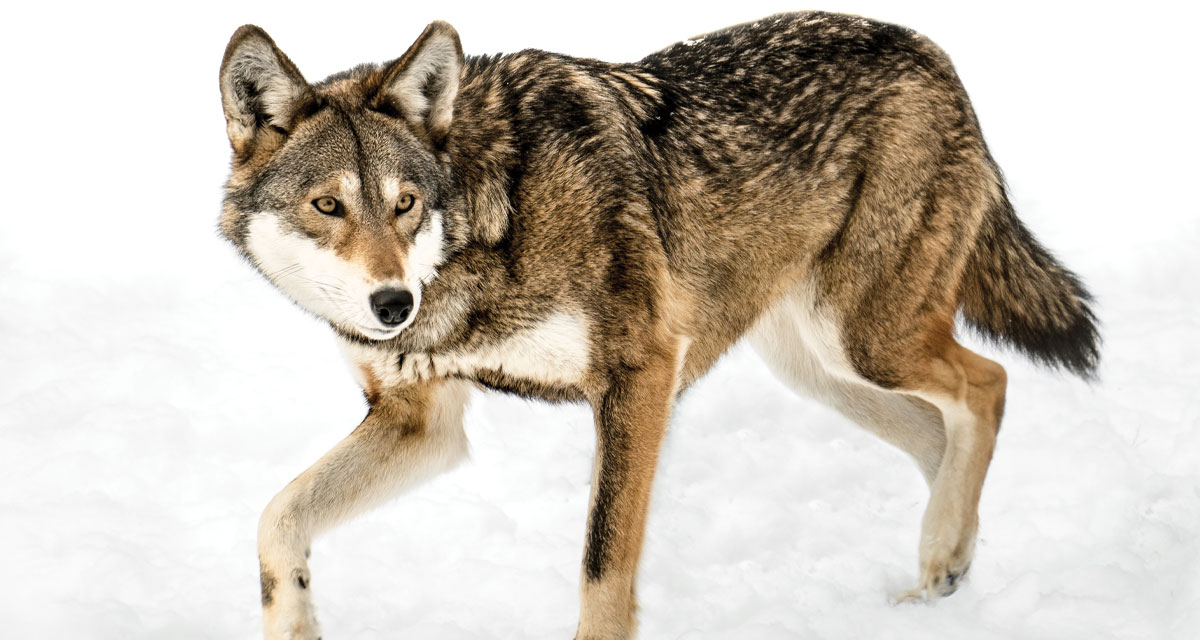 Calling All Defenders of Wildlife! Part 1: The Red Wolf – Forsyth Family  Magazine